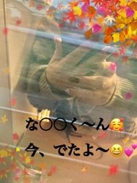 待ちナビ　かえで