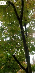 待ちナビ　みよ