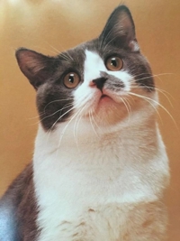 待ちナビ　さとみ