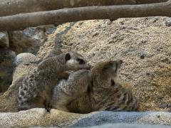 MICHELIN ミシュラン　アン　ann