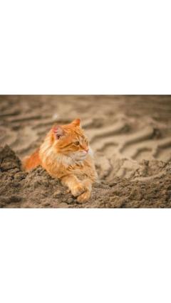 JaPON　茶々ﾁｬﾁｬ