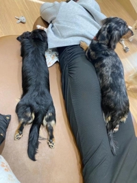 TheGrandPhoenix　ジェイ※爆乳Jカップ