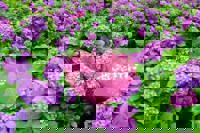 宮崎ちゃんこ中央通店　さや