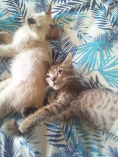 保険屋のおばちゃん　まり