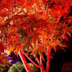 CLUB LUMINE　Mashiro【ましろ】