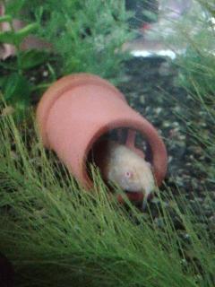 U-NOTE。　にいな (Nīna)