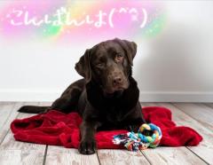 JaPON　新人真子ﾏｺ