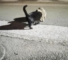 爆安＜元祖＞どすこい倶楽部(宮崎市) ★体験★いづみ(宮崎店