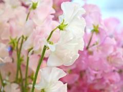 Spica(すぴか)　★ラン★超淫乱美女降臨