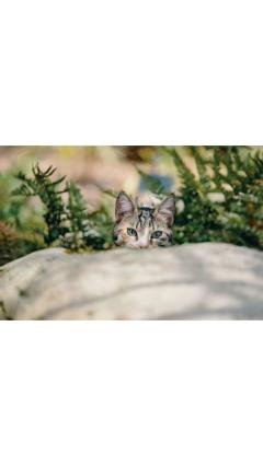 JaPON　茶々ﾁｬﾁｬ