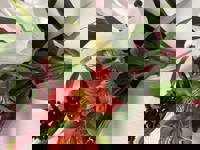 大人の遊園痴「スピーディー」　りつ（敏感で癒し系）