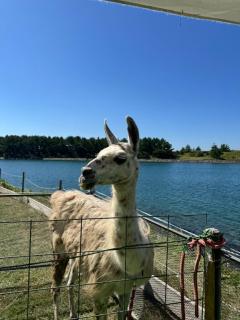 キャンディ　ユナ