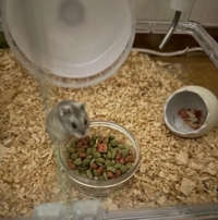 TheGrandPhoenix　ここあ※18歳業界未経験