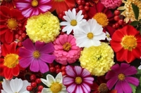 待ちナビ　るり