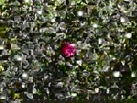 大人の遊園痴「スピーディー」　りつ（敏感で癒し系）