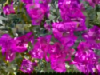 大人の遊園痴「スピーディー」　りつ（敏感で癒し系）