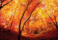 待ちナビ　まお