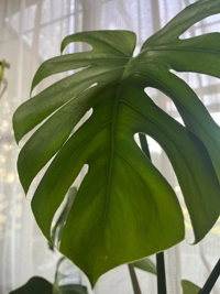  新人未経験りのちゃん♪