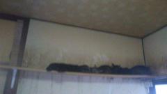 保険屋のおばちゃん