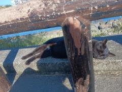 鹿児島天文館デリヘルLOVEVE～ラヴィーヴ～　りと☆聖水黄金AF対応Lカップ☆