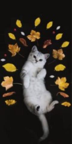 JaPON　茶々ﾁｬﾁｬ