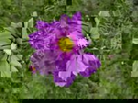 大人の遊園痴「スピーディー」　りつ（敏感で癒し系）