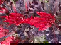 大人の遊園痴「スピーディー」　りつ（敏感で癒し系）