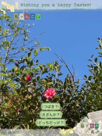 鹿児島ちゃんこ 霧島店　しずか