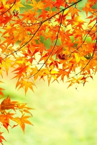 待ちナビ　みよ