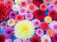 待ちナビ　くりあ