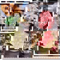 大人の遊園痴「スピーディー」(宮崎市) らむ（全てに興味あり）