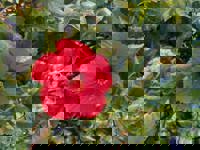 大人の遊園痴「スピーディー」　りつ（敏感で癒し系）