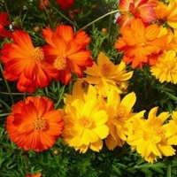 待ちナビ　みる