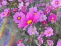 鹿児島ちゃんこ 霧島店　おとは