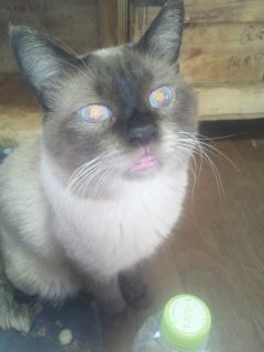 保険屋のおばちゃん　まり