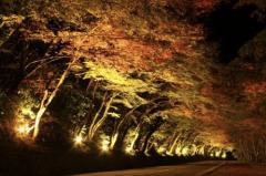 一夜の愛人　もか