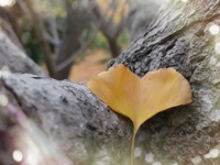 鹿児島ちゃんこ 霧島店　おとは