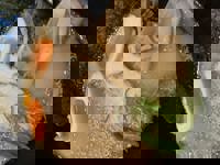 大人の遊園痴「スピーディー」　りつ（敏感で癒し系）