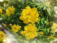 鹿児島ちゃんこ 霧島店　おとは