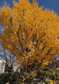 Mariage　ナナ(ハーフ美人）