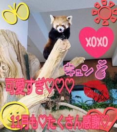 MICHELIN ミシュラン(沖縄市) サクラSakura