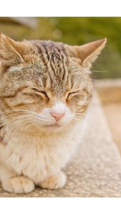 JaPON　茶々ﾁｬﾁｬ