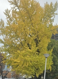 マドンナSANSAIN　りく