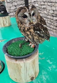 ハンドリング　亀頭責め専門店　のん