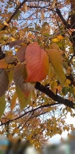 待ちナビ みよ 明日は