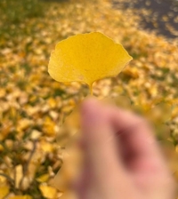 フェアリー　あかね