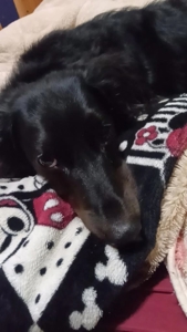 待ちナビ せいこ 寝落ち笑