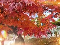 鹿児島ちゃんこ 霧島店　おとは