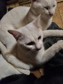 保険屋のおばちゃん　まり