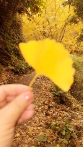 鹿児島ちゃんこ 霧島店　しずか